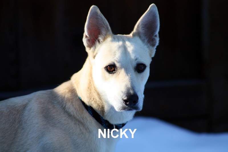 Our dog Nicky Our dog Nicky.