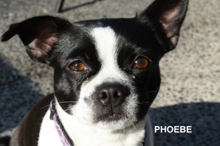 Our dog Phoebe Our dog Phoebe.